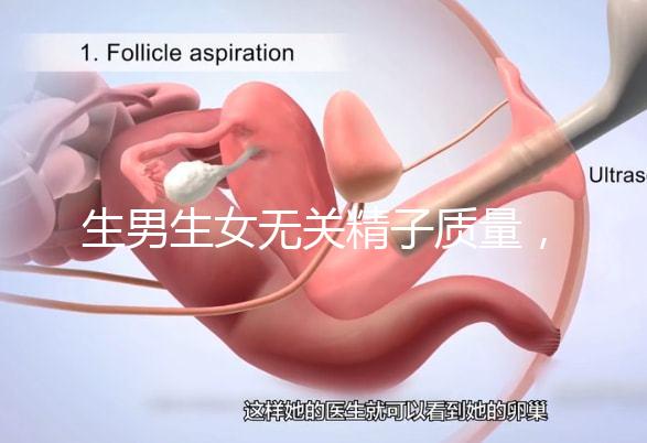 生男生女無關精子質量，分享成功懷男孩的4個細節(jié)經(jīng)驗