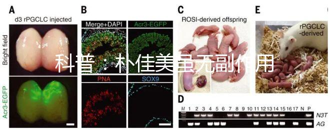 科普：樸佳美雖無副作用，但也不能和同類型藥品同吃