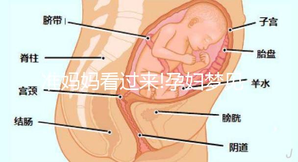 準(zhǔn)媽媽看過(guò)來(lái)!孕婦夢(mèng)見兔子的7情形胎夢(mèng)寓意解讀