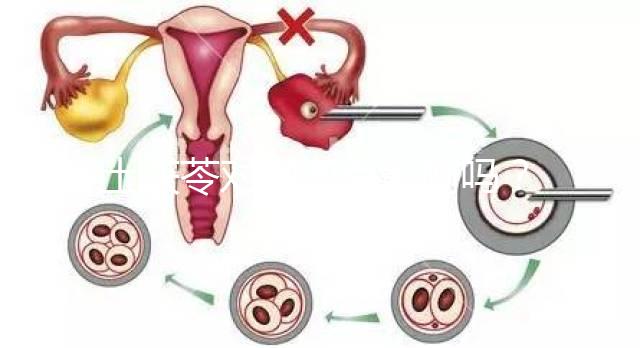 土茯苓對卵泡有影響嗎？可以調(diào)經(jīng)分析嗎？看完就清楚了