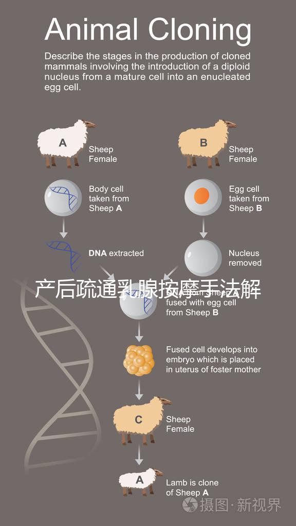 產(chǎn)后疏通乳腺按摩手法解密，不用吸奶器輕松搞定堵奶、奶結(jié)