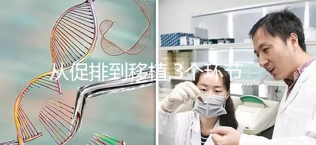 從促排到移植,3個(gè)環(huán)節(jié)解析為什么美國(guó)試管成功率比國(guó)內(nèi)高