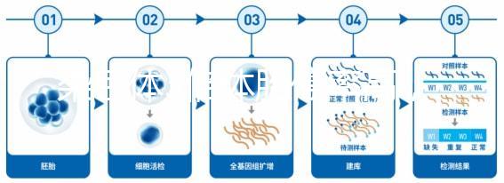 染色體3倍體胎停率高，治療首選三代試管