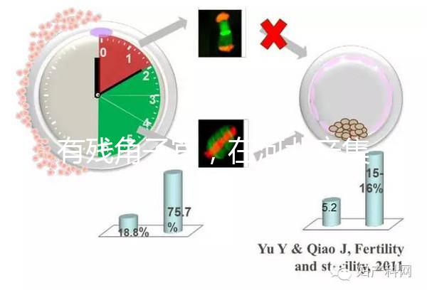有殘角子宮,在河北辛集當地能做試管嬰兒嗎?