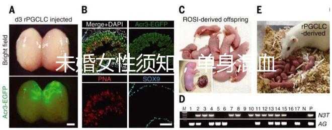 未婚女性須知，單身混血試管不是你想做就能做！
