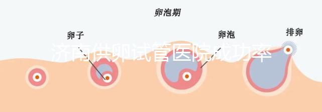 濟南供卵試管醫(yī)院成功率排名公布,私立機構(gòu)也不能包生男孩