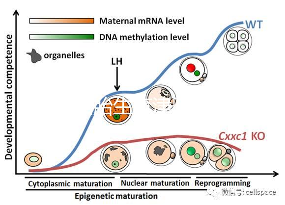 天津四胎生育津貼多少錢一個(gè)月,能不能走生育保險(xiǎn)揭秘,快速展示
