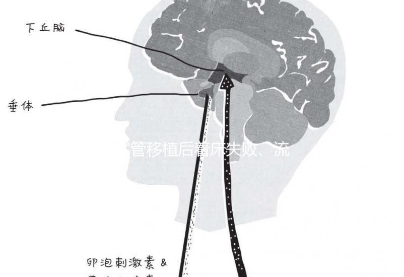 試管移植后著床失敗、流產？可能是“封閉抗體”出了問題