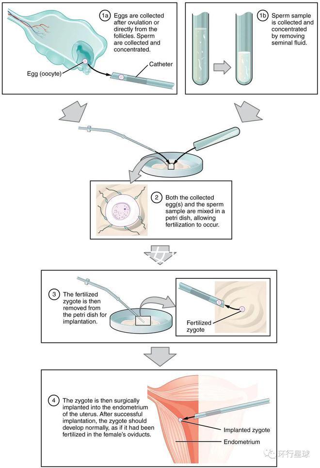 貴陽未婚子女戶口如何向婦女介紹，附2024年結算流程